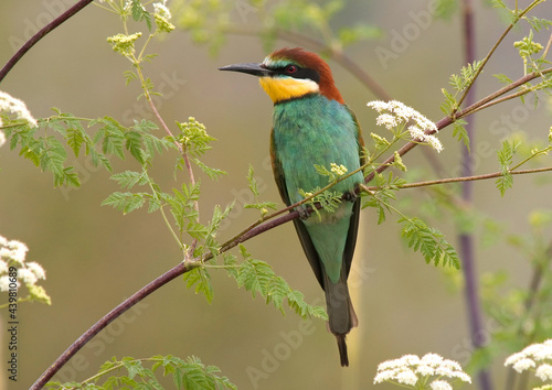 European Bee-eater, Bijeneter, Merops apiaster photo