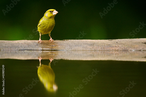 Canvastavla Groenling, European Greenfinch, Chloris chloris