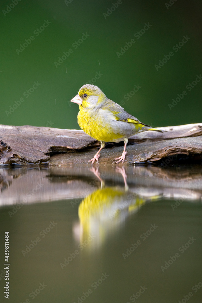Obraz premium Groenling, European Greenfinch, Chloris chloris