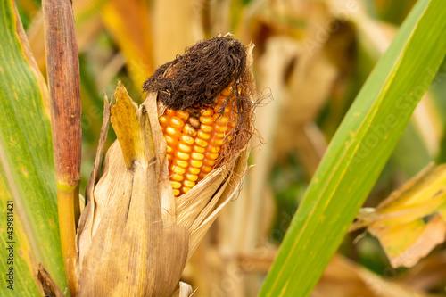 Yellow corn ready to harvest in the corn field.