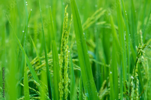 The fields are full of green rice plants in the morning dew.