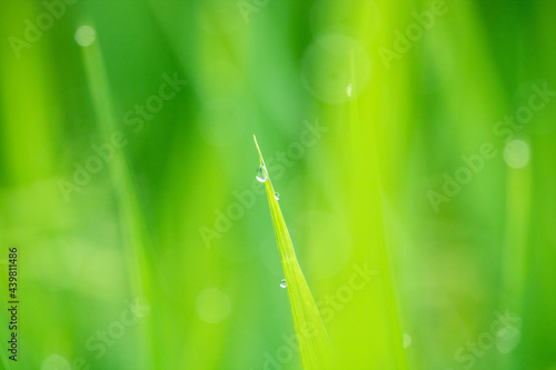 Green background and water droplets on leaves.