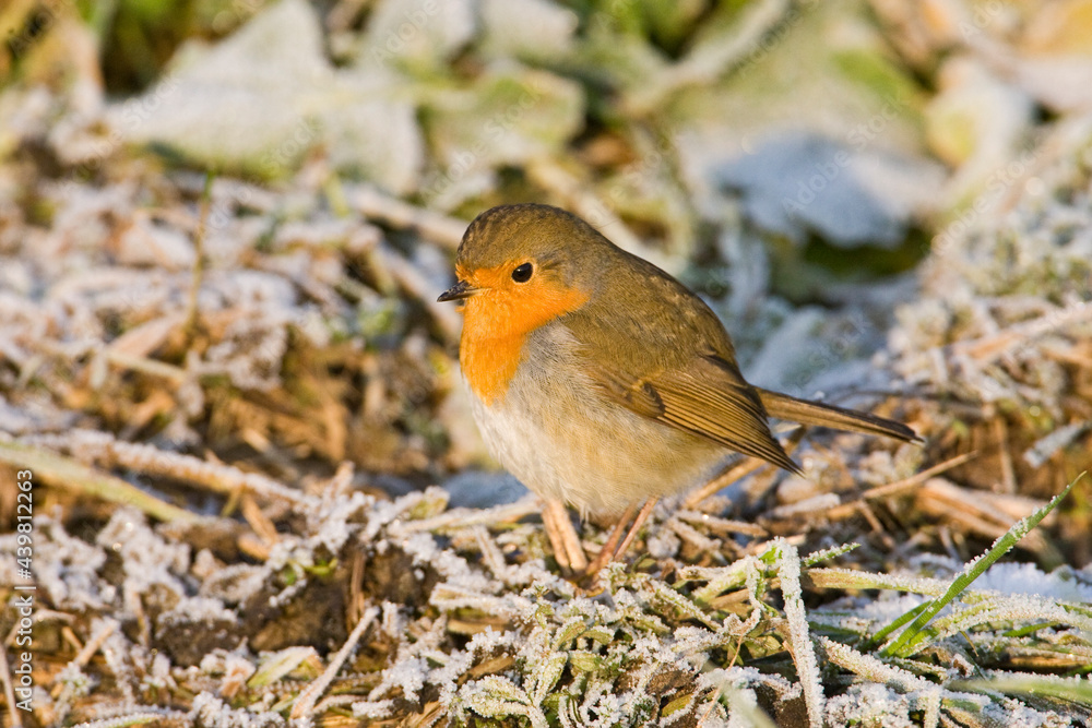 Roodborst, European Robin, Erithacus rubecula Roodborst, European Robin, Erithacus rubecula