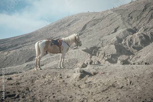 The scenery of the horse at Bromo volcano in soft focus look in Java island, Indonesia.