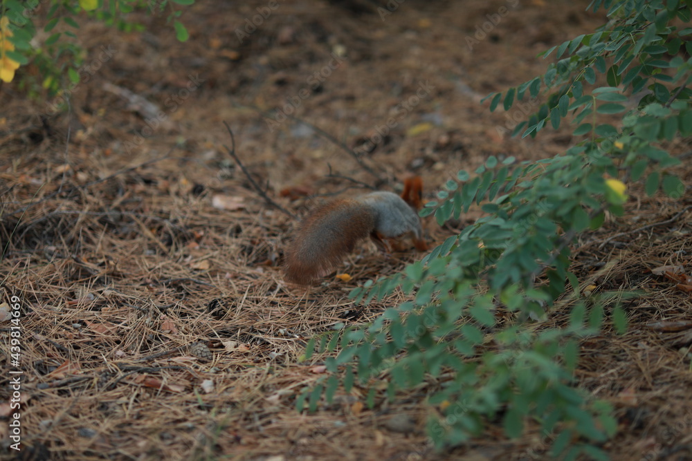 tame fluffy squirrel in the forest close-up eating nuts tame fluffy squirrel in the forest close-up eating nuts