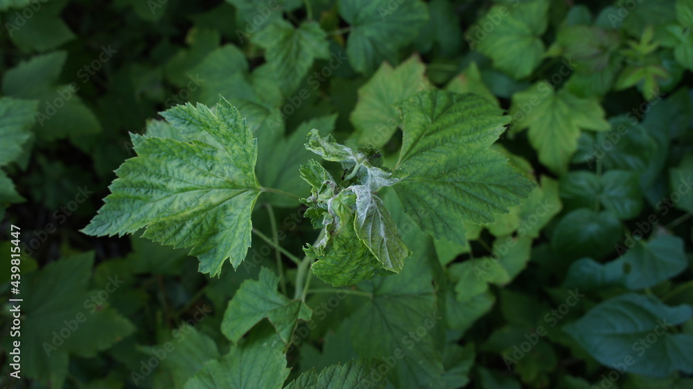 Currant bush affected by a pest mite. Photo Currant bush affected by a pest mite. Photo