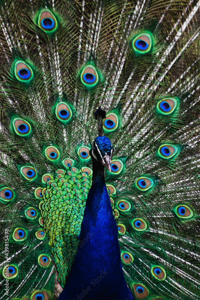 Fototapeta premium Pfau mit schönem Federkleid