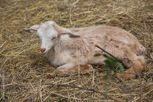 A little goat is lying on the hay. Farming.