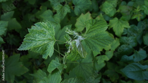 Wallpaper Mural Currant bush affected by a pest mite. Photo Torontodigital.ca
