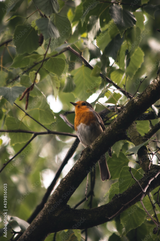 Rotkehlchen im Baum Rotkehlchen im Baum
