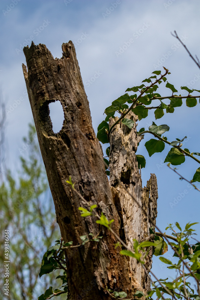 Dead poplar tree trunk with hole made by peckers, ivory growing on it. Beauty in Nature. Dead poplar tree trunk with hole made by peckers, ivory growing on it. Beauty in Nature.