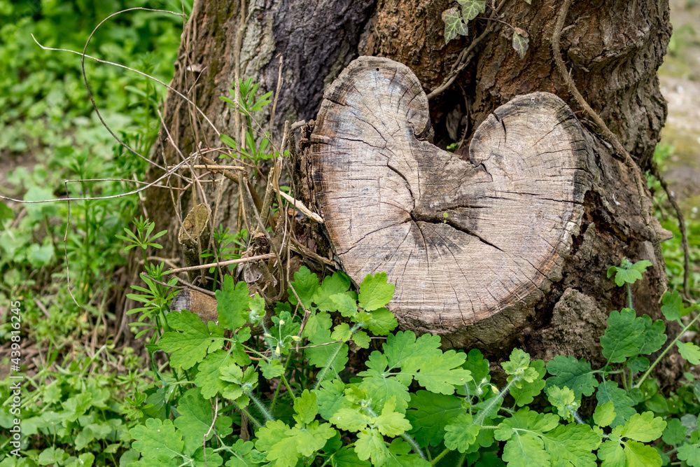 Shape of a heart. Tree branch cut. Green forest around. Beauty in Nature. Shape of a heart. Tree branch cut. Green forest around. Beauty in Nature.