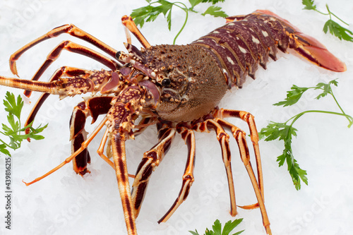 Fresh mediterranean spiny lobster on ice.