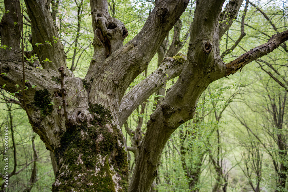 Huge tree trunk, selective partial view, blurred green background, deep in the forest. Northern Bulgaria, European nature Huge tree trunk, selective partial view, blurred green background, deep in the forest. Northern Bulgaria, European nature