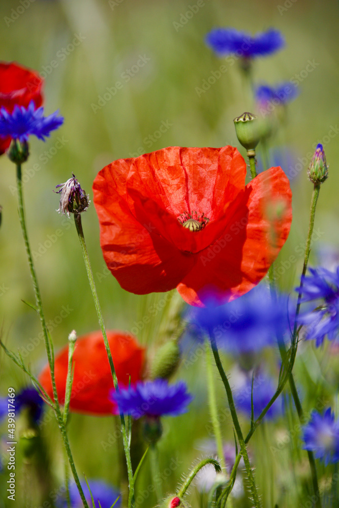 Obraz premium Klatschmohn