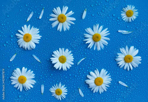 water drops on chamomile flowers close-up macro water drops
