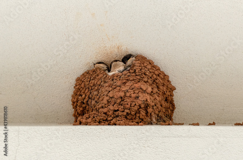 Três crias de andorinha dos beirais no ninho. Delichon urbicum photo
