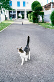 Cat walks on the asphalt against the background of a large building, trees and bushes