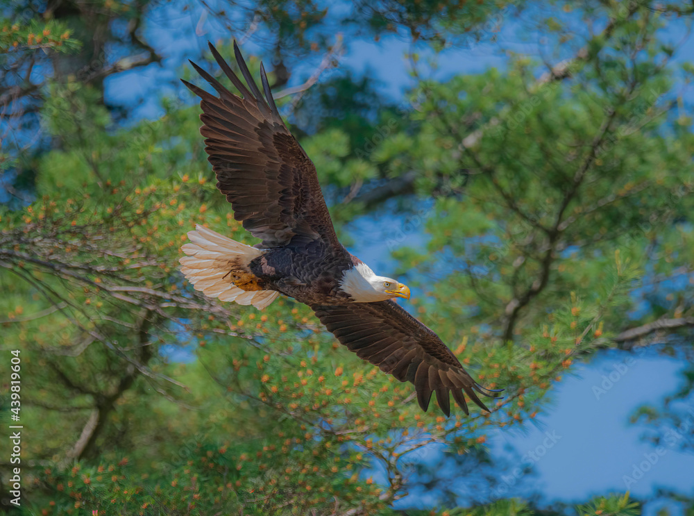 Obraz premium Eagle in flight