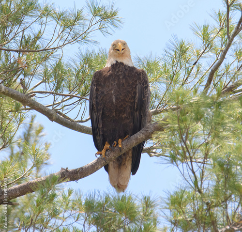 Happy Eagle