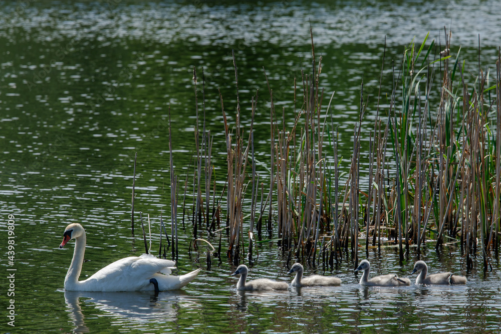 White female swan with a brood of small swans on the lake White female swan with a brood of small swans on the lake