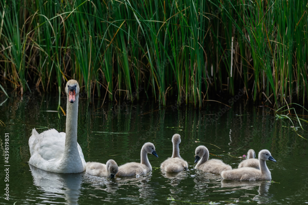 White female swan with a brood of small swans on the lake White female swan with a brood of small swans on the lake