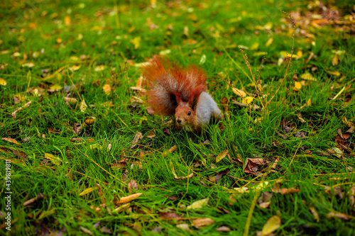 red squirrel with a fluffy tail walks with nuts on the lawn