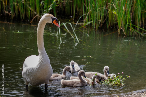 White male swan guards his cubs