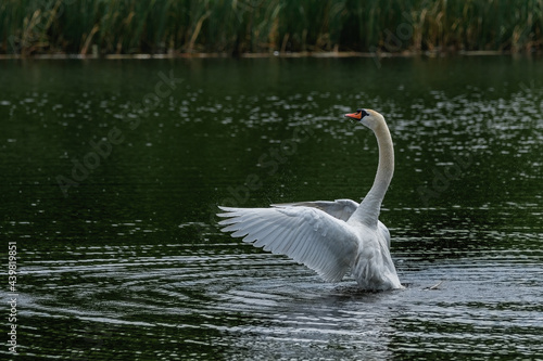 White swan lands on the water surface after flight