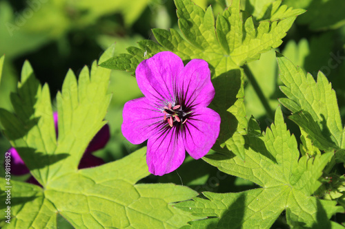 Bright cerise pink flower of perennial Geranium 'Ann Folkard' against a background of vibrant green foliage.