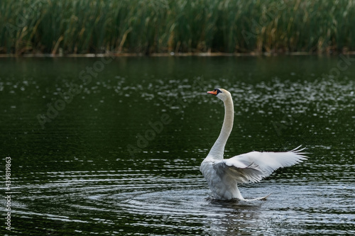 White swan lands on the water surface after flight