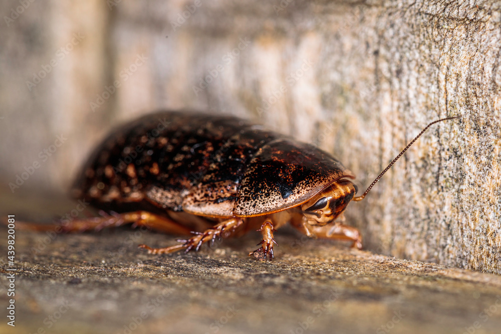 Bark Cockroach female, Hughes, ACT, March 2021 Bark Cockroach female, Hughes, ACT, March 2021