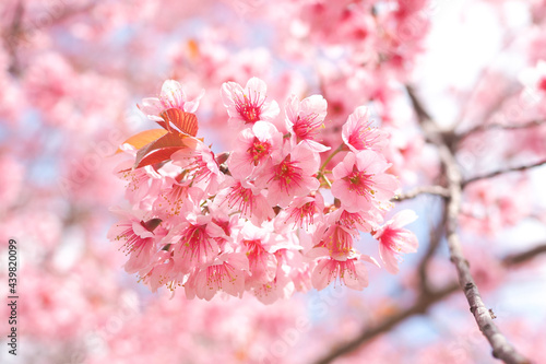 Wild Himalayan Cherry Blossoms in spring season, Prunus cerasoides, Pink Sakura Flower For the background