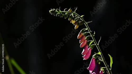 a digitalis flower in the forest wind