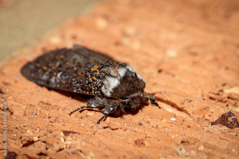 Boisduval's Autumn Moth, Hughes, ACT, March 2021 Boisduval's Autumn Moth, Hughes, ACT, March 2021