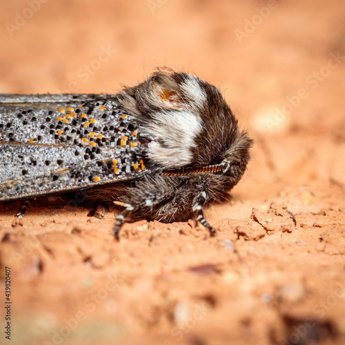 Boisduval's Autumn Moth, Hughes, ACT, March 2021 photo