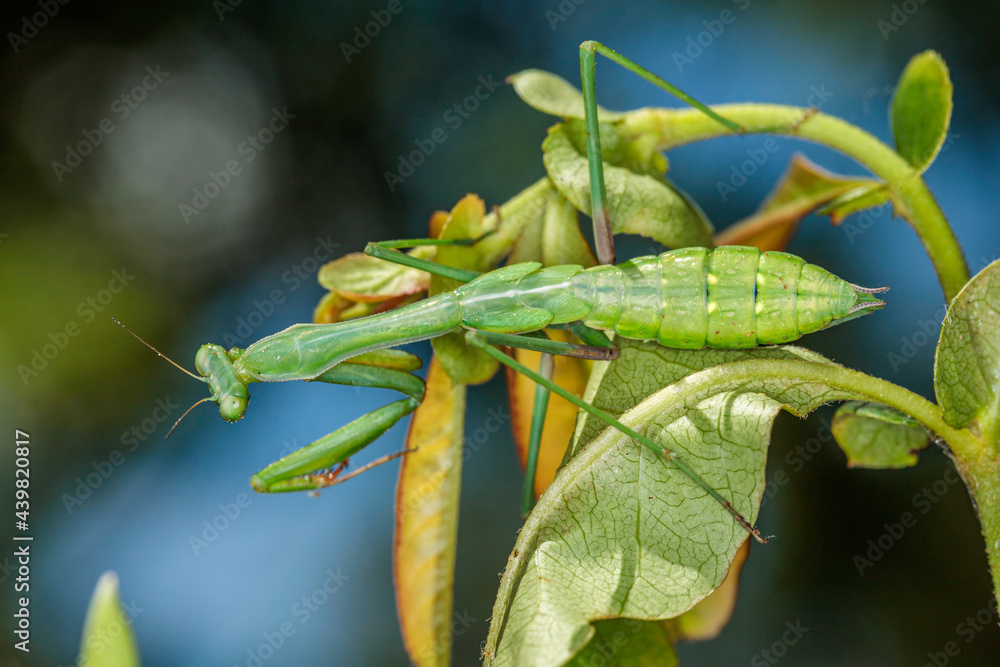 False Garden Mantis, Hughes, ACT, January 2021 False Garden Mantis, Hughes, ACT, January 2021