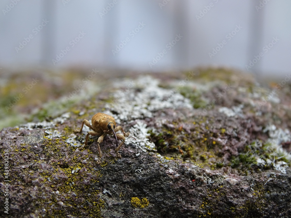 Ein Mini-Rüsselkäfer erobert steiniges Terrain Ein Mini-Rüsselkäfer erobert steiniges Terrain
