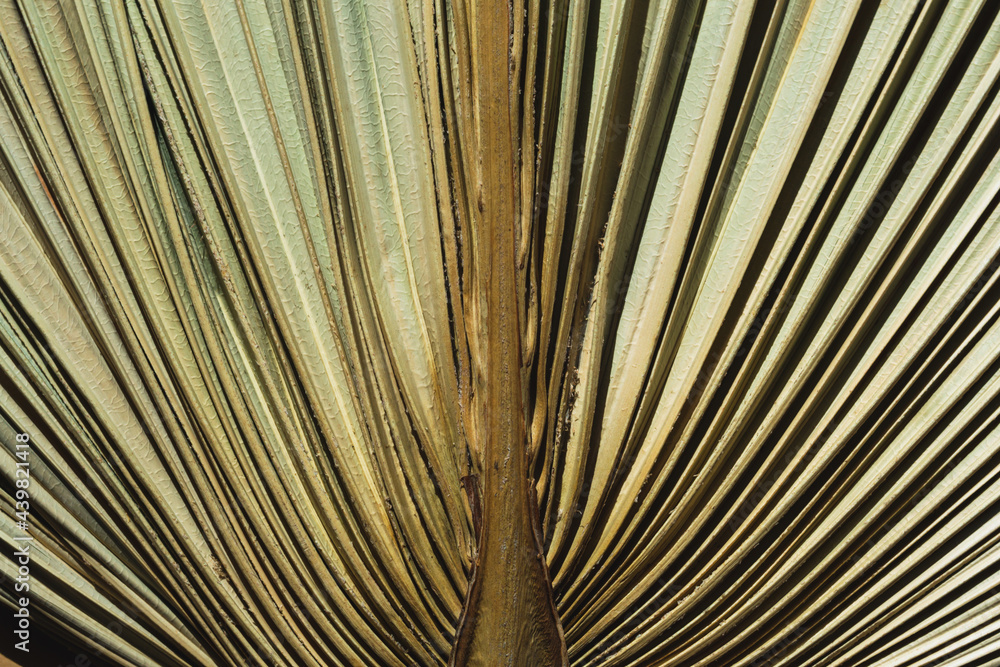 Obraz premium Dry palm leaf macro background. Exotic nature pattern. Brown and green tropical texture detail closeup.