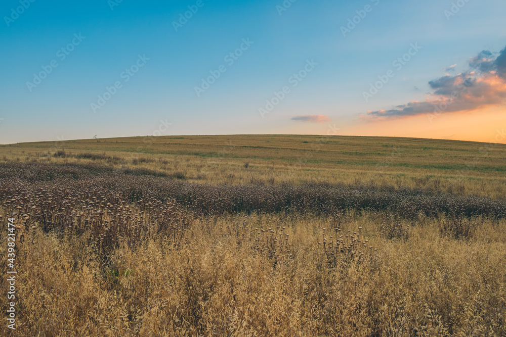 Colorful sunset over farm field