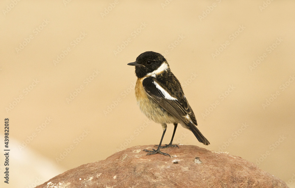 Obraz premium Roodborsttapuit, European Stonechat, Saxicola rubicola
