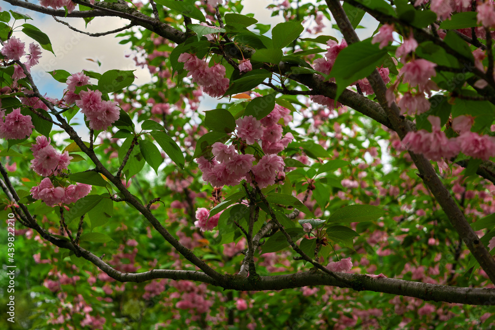 Obraz premium Branches of blossoming cherry in spring. Beautiful pink sakura inflorescences.