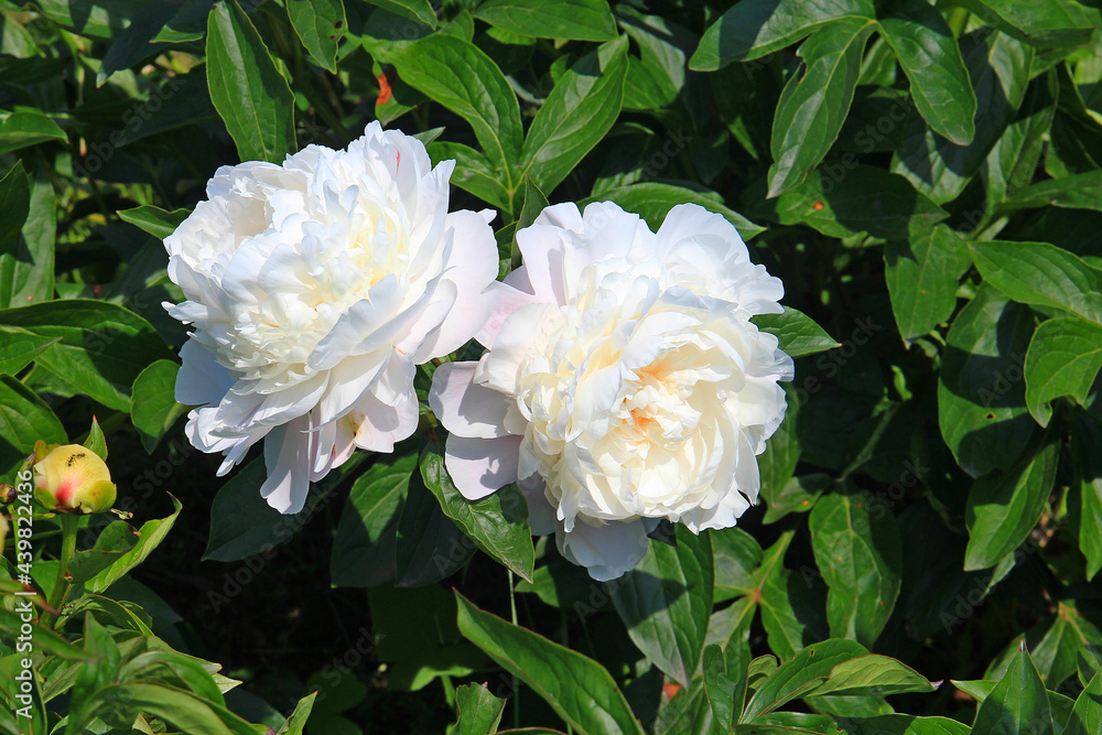 bright beautiful summer peonies in the botanical garden bright beautiful summer peonies in the botanical garden