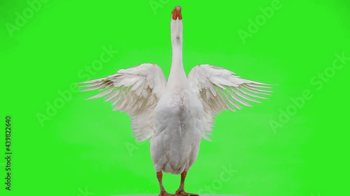 beautiful white goose flapping its wings slow motion on green screen photo