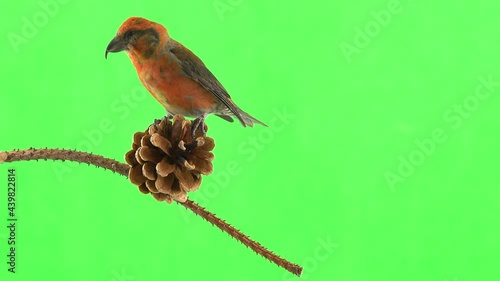  male of the red beak moves along the branch and pecks the cone of the spruce tree. green screen photo