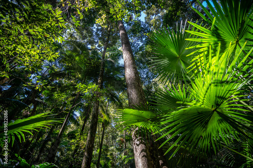 Lush green rainforest in Eungella National Park, Queensland, Australia photo