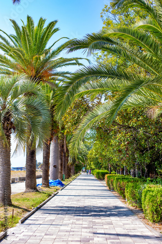 palm alley on the coast