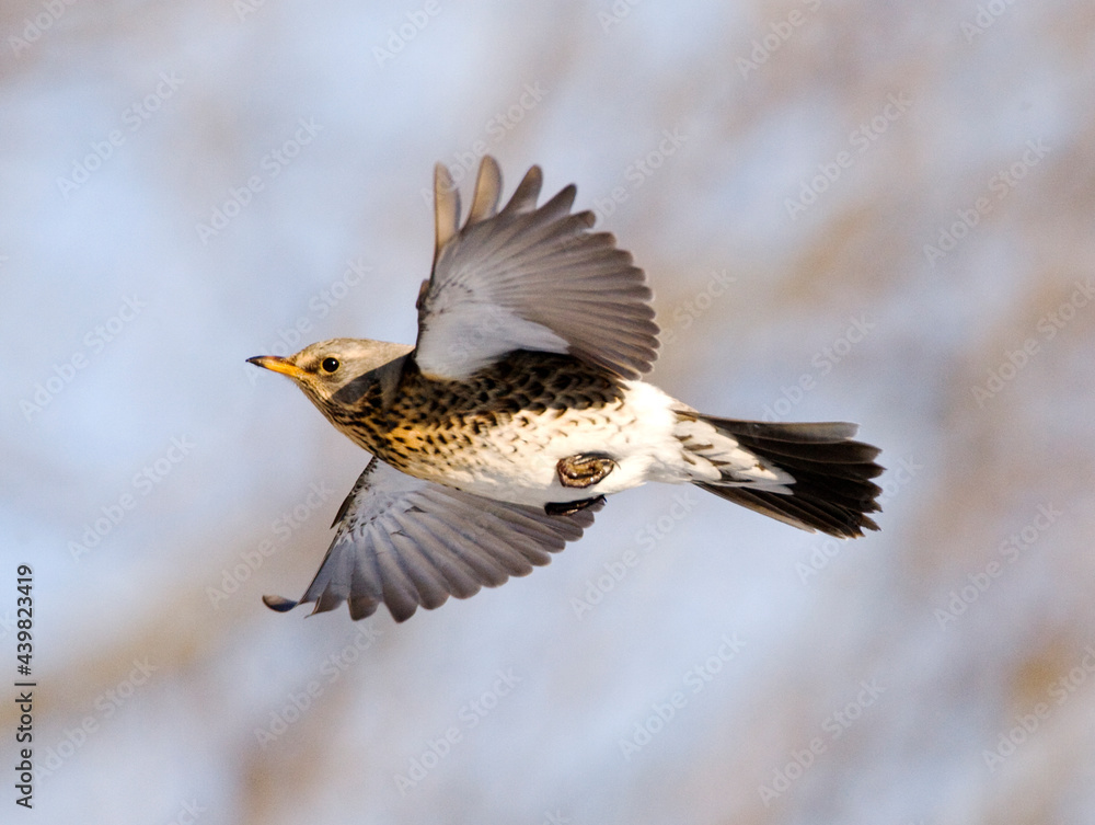 Fototapeta premium Kramsvogel, Fieldfare, Turdus pilaris
