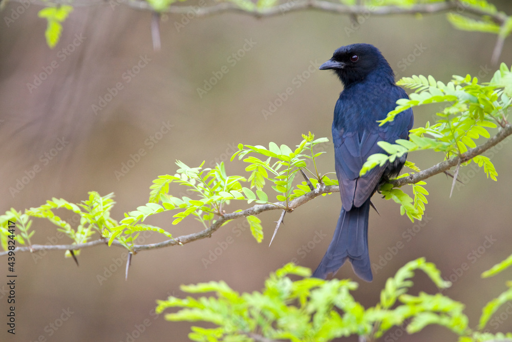 Fototapeta premium Fluweeldrongo, Fork-tailed Drongo, Dicrurus adsimilis