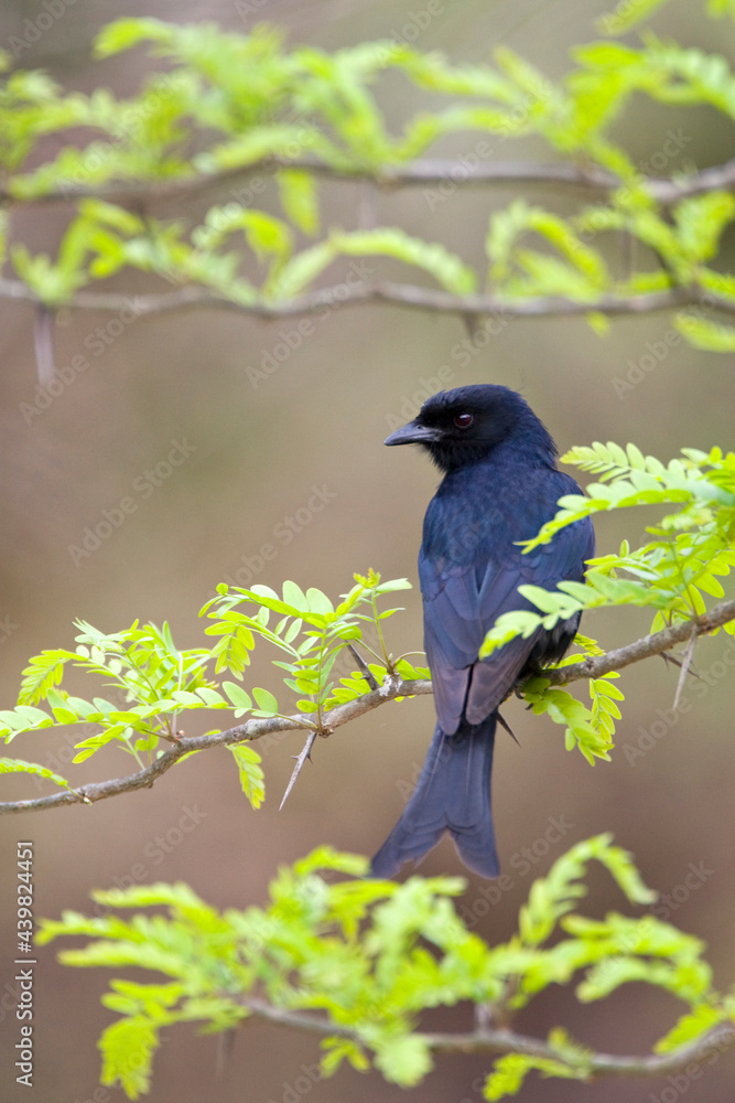 Fluweeldrongo, Fork-tailed Drongo, Dicrurus adsimilis Fluweeldrongo, Fork-tailed Drongo, Dicrurus adsimilis